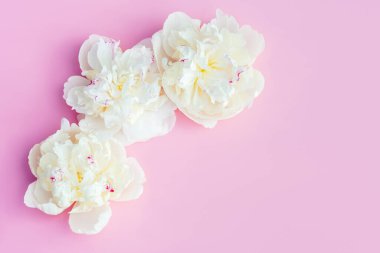 Pastel pembe arka planda güzel beyaz şakayıklar..