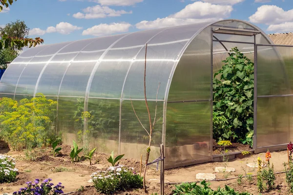 The small greenhouse with growing tomatoes and cucumbers in the garden on a sunny summer day and blue sky with clouds.