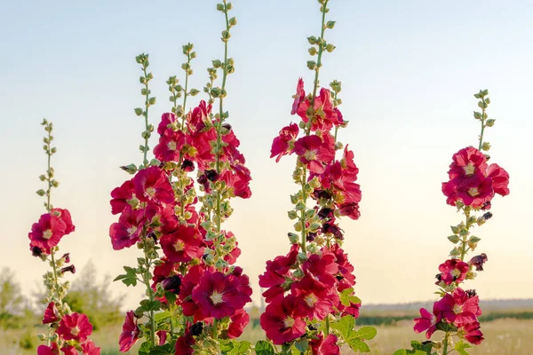 Alcea Rosea na cor vermelha. Popular jardim ornamental planta Malva ou Hollyhock. — Fotografia de Stock