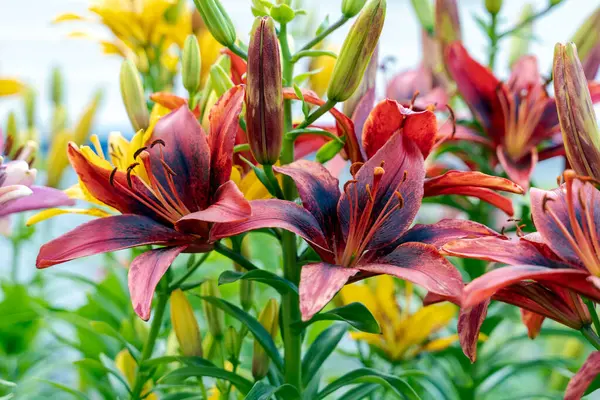 Fiori giglio rosso fiorisce in giardino. Sfondo colorato. — Foto Stock