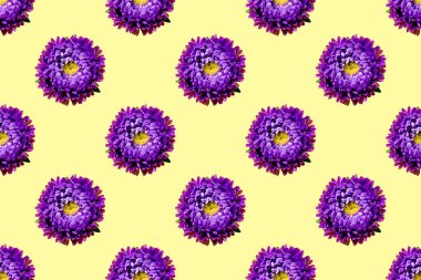 Güzel mor bir çiçeğin pürüzsüz deseni sarı arka planda Aster.