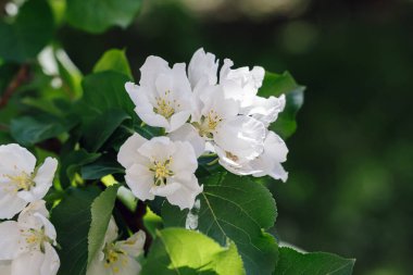 İlkbaharda açan elma ağacındaki beyaz güzel çiçekler..