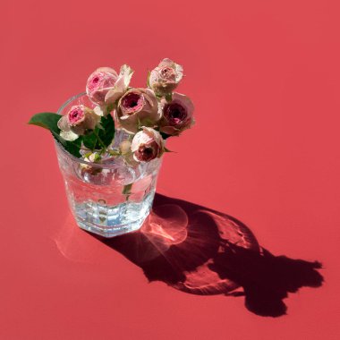 Su ve pembe çiçekli bir bardak Mimi Eden adında kırmızı zemin üzerinde su damlaları olan minik bir gül..