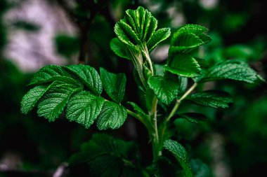 Yazın bahçede yeşil gül yaprağı.