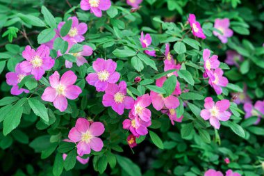 İyileştirici gül kalçalarındaki güzel pembe çiçekler..