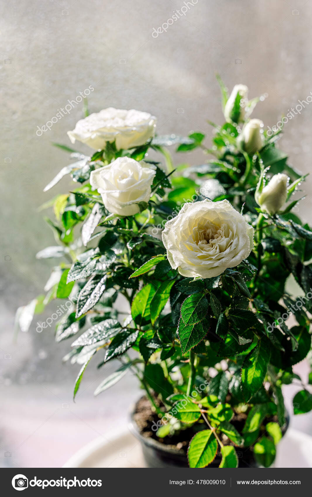 18 Easy-to-Grow Roses for Your Organic Garden, image size:1067x1700