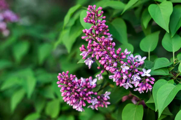 Bulanık yeşil arka planda mor leylak çiçekleri olan dallar..
