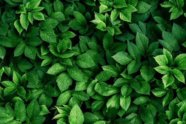 Природа зеленого листа в саду летом. Лицензионные Стоковые Изображения