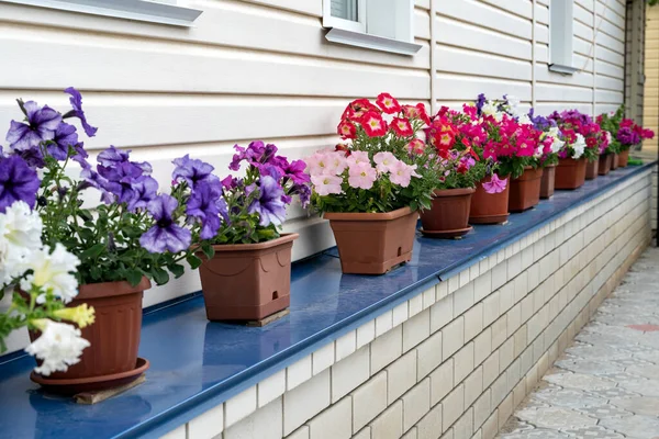 Fronte di casa con pentole con fiori fiorenti. Bellissimi fiori di Petunia in vaso sul davanzale della finestra. — Foto Stock