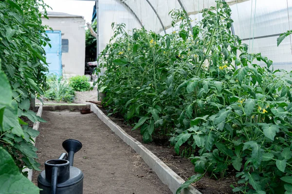 Bahçedeki Serada Taze Domates Yetişiyor Sağlıklı Gıda Ekolojik Ürün Kavramı — Stok fotoğraf