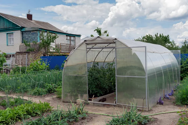 Conception of gardening, healthy food and eco products. The small greenhouse with growing tomatoes and cucumbers in the garden in summer day on the backdrop of blue sky with clouds.