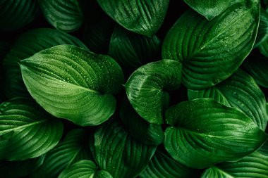 Green leaf with water drops for background. Tropical concept, green background. Plant host close-up.