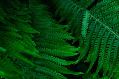 Yeşil yapraklı arka plan, doğal arka plan ve duvar kağıdı. Yazın bahçedeki yeşil eğrelti otunun doğası. Doğal yeşil yapraklar bitkileri bahar arkaplanı olarak kullanır. Seçici odak.