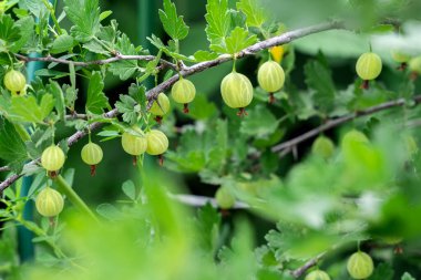 Bektaşi üzümü dalında yetişen organik böğürtlenler..