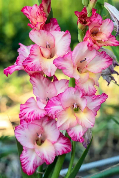 Um monte de flores cor-de-rosa Gladiolus no jardim. — Fotografia de Stock