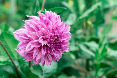 Bahçede açan büyük pembe, güzel, romantik yıldız çiçeği..