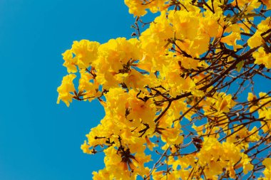 23 Ağustos 2021, Brezilya. Bu fotoğrafta sarı ipe ait çiçekler var. Handroanthus familyasından 30 metre yüksekliğe ulaşan bir ağaç türü.