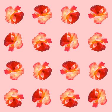 Pembe arka planda güller olan kusursuz bir desen..