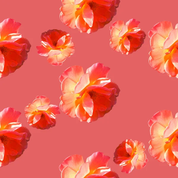 Seamless pattern with roses on a coral background. — Stock Photo, Image