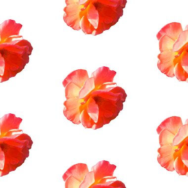 Arkasından gelen sert ışıkta beyaz bir arkaplanda izole edilmiş güllerle pürüzsüz desen.