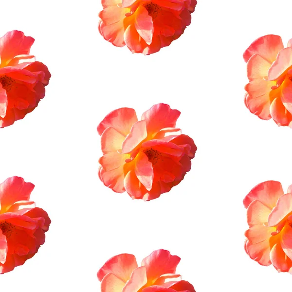 Nahtloses Muster mit Rosen auf weißem Hintergrund in hartem Licht von hinten von oben — Stockfoto