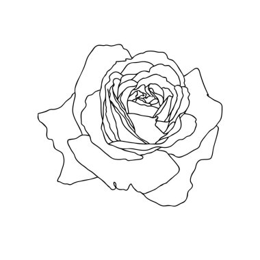 Beyaz arkaplanda izole edilmiş gül çiçeği çizimi