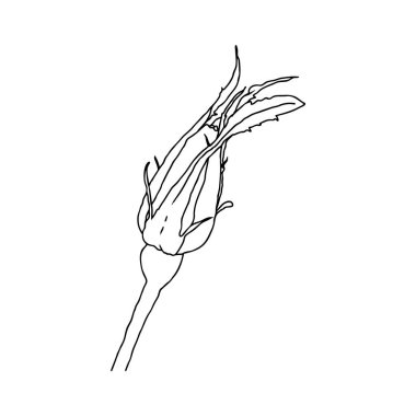 Beyaz arkaplanda izole edilmiş gül çiçeği tomurcuğu çizimi