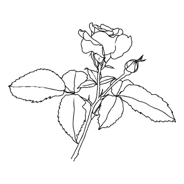 Un dessin de ligne de fleur de rose isolée sur fond blanc — Image vectorielle