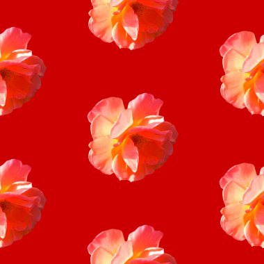 Kırmızı arka planda güller olan pürüzsüz desen