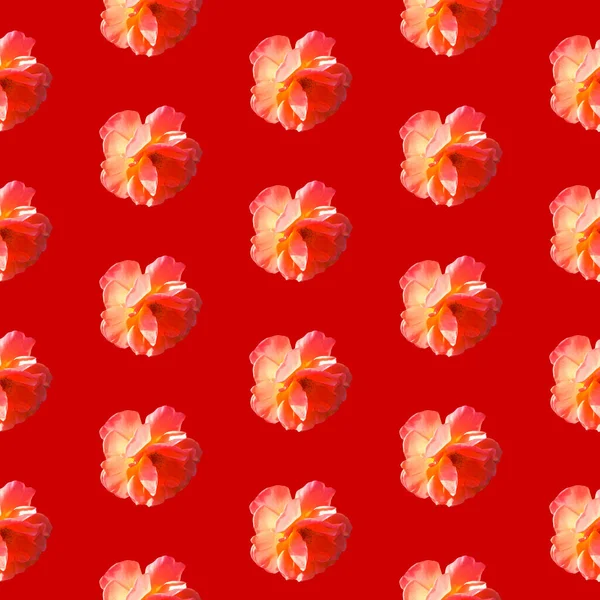 Seamless pattern with roses on a red background in hard light from behind from above — Stock Photo, Image