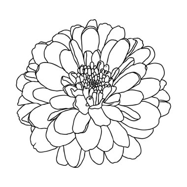 Beyaz arkaplanda mini kasımpatı çiçeğinin çizgi çizimi