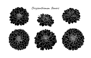 Beyaz arka planda mini kasımpatı çiçekleri seti