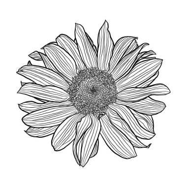 Ayçiçeği, beyaz arkaplanda izole edilmiş siyah beyaz doğrusal çizim