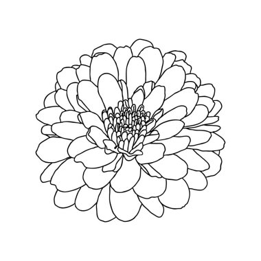 Beyaz arkaplanda kasımpatı çiçeğinin çizgi çizimi