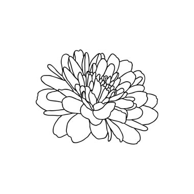 Beyaza izole edilmiş mini kasımpatı çiçeği çizimi. El çizimi, vektör çizimi. Dövme için dekoratif unsur, tebrik kartı, düğün davetiyesi, boyama kitabı