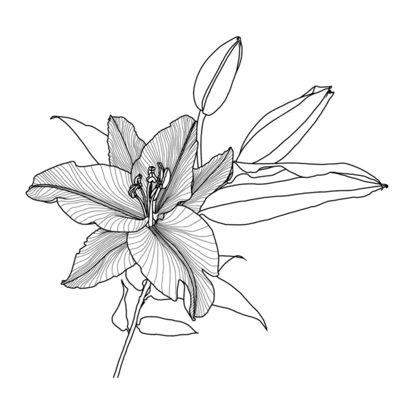 Realistická lineární kresba liliového květu s listy a pupeny, černá grafika na bílém pozadí — Stockový vektor