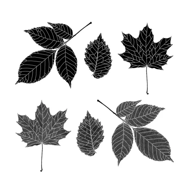 Ensemble de silhouettes de feuilles de divers arbres. — Image vectorielle