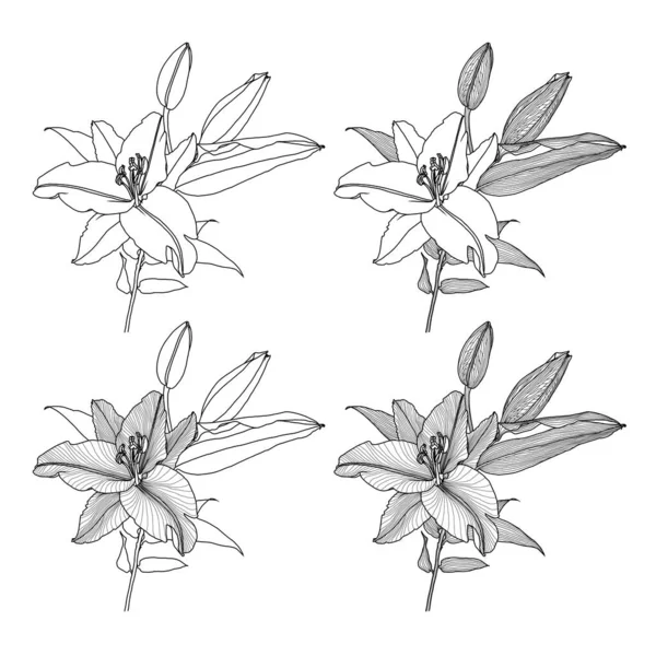 Four lily flowers with different linear shading Vector Graphics