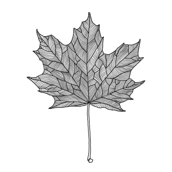 Dibujo de línea de hoja de arce estilizado con ilustración de arte vectorial venoso decorativo — Vector de stock