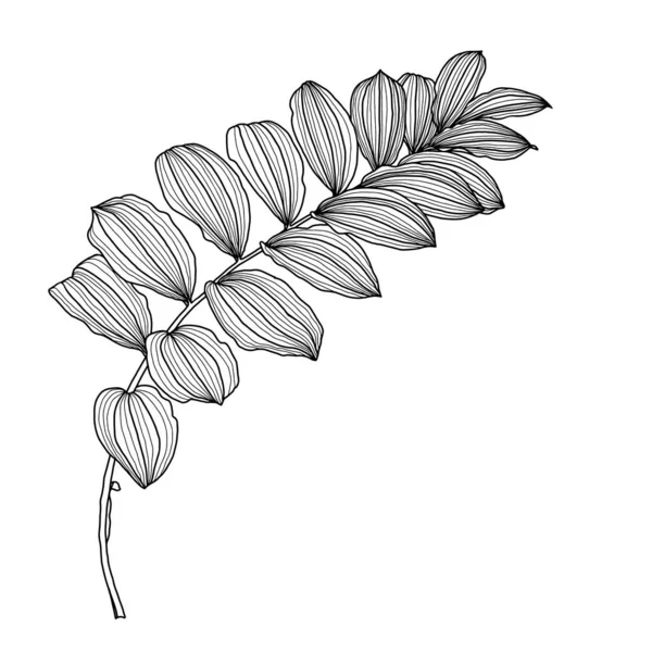 Kupena yapraklarının doğrusal çizimi, Solomons fok bitkisi olarak da bilinir. — Stok Vektör