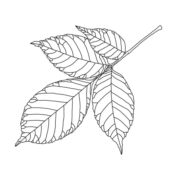 Dibujo de línea de hoja de fresno con ilustración de arte vectorial venoso decorativo — Vector de stock