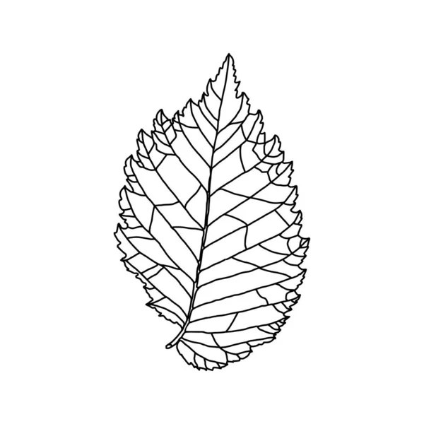 Dessin stylisé de la feuille d'un orme avec veines décoratives isolées sur un fond blanc. — Image vectorielle