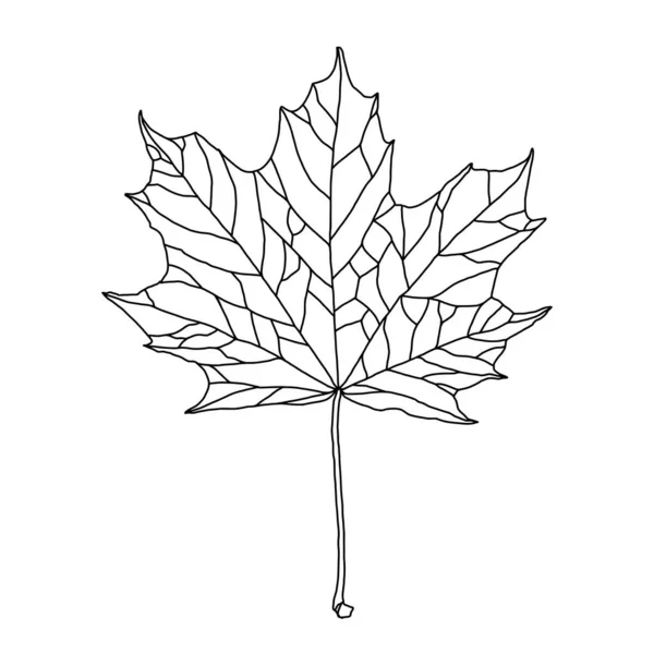 Dessin stylisé de feuille d'érable avec nervure décorative isolée sur fond blanc — Image vectorielle