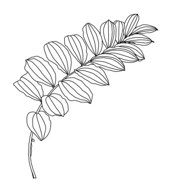 Kupena yapraklarının doğrusal çizimi, Solomons fok bitkisi olarak da bilinir.