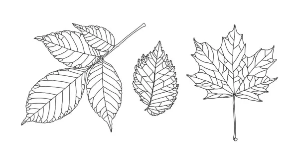 Conjunto de hojas de diferentes árboles. Ceniza, arce, olmo hojas en un gráfico de línea veteada sobre un fondo blanco — Archivo Imágenes Vectoriales