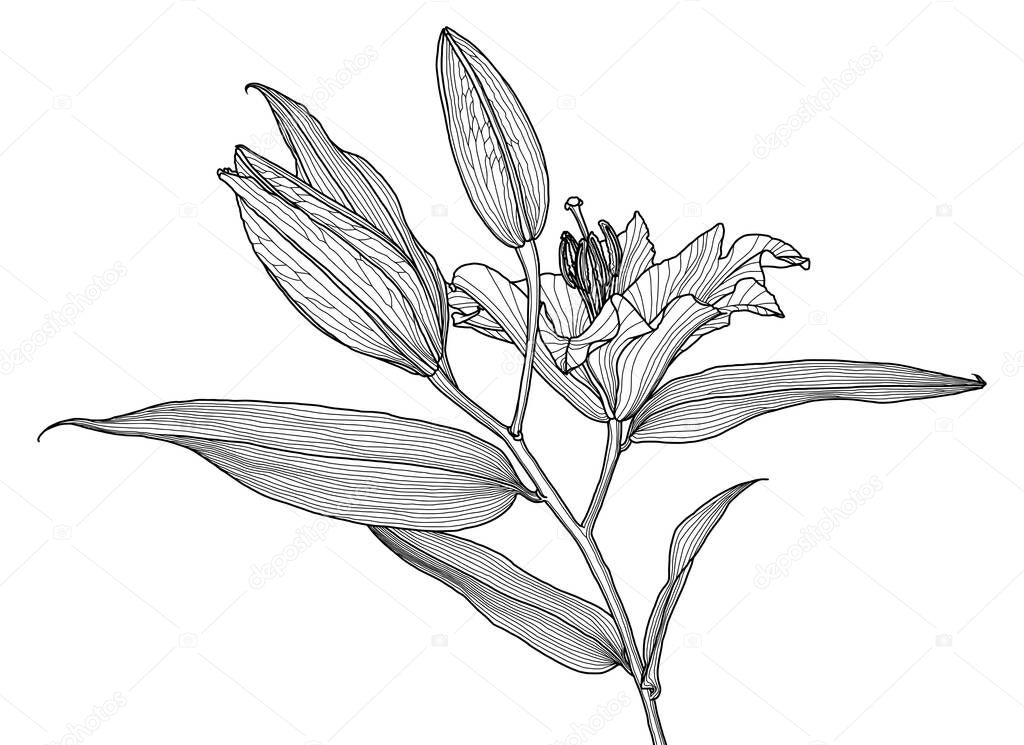 Realistic linear drawing of lily flower with leaves and buds