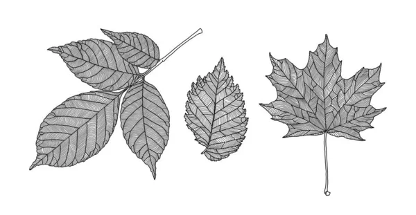 Conjunto de hojas de diferentes árboles. Ceniza, arce, olmo hojas en un gráfico de línea veteada sobre un fondo blanco — Vector de stock