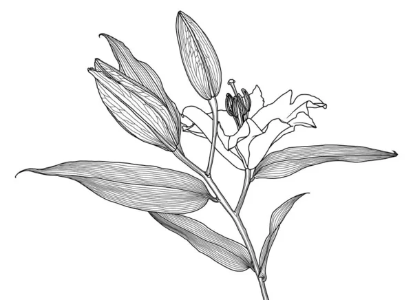 Realistinen lineaarinen piirustus lilja kukka lehdet ja silmut — vektorikuva