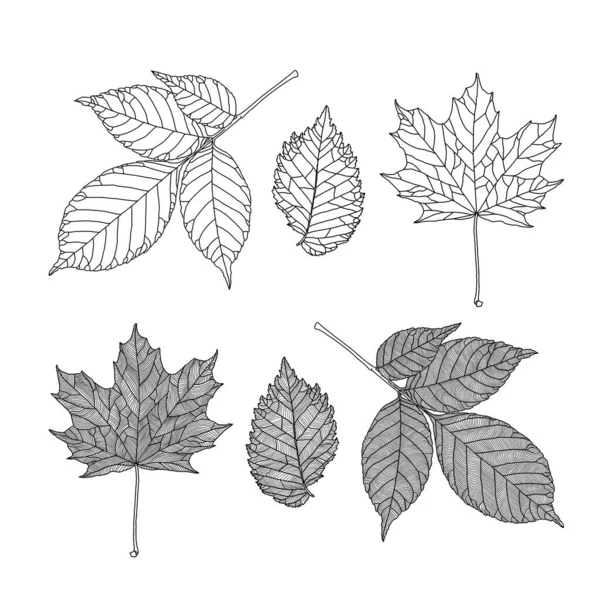 Ensemble de feuilles d'arbres différents. Feuilles de frêne, érable, orme en ligne veinée graphique sur fond blanc. — Image vectorielle