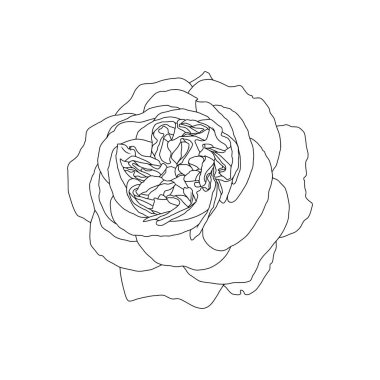 Linear drawing of rose flower
